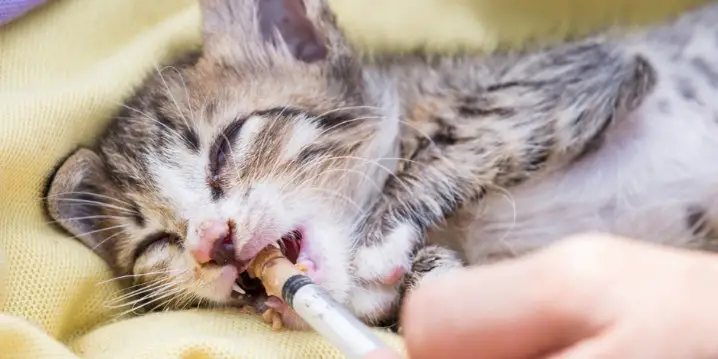 Cara Memberi Makan Kucing Sakit