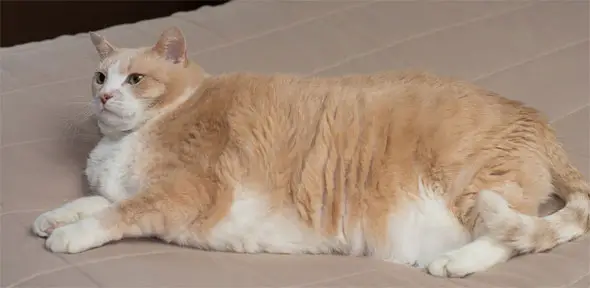 cara-mengatasi-kucing-obesitas